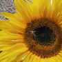 Giant Sunflower 2 (Genus : Helianthus, Species : annuus, Cultivar : 'Giant Single')