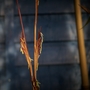 Black Bamboo in Flower (Phyllostachys nigra)