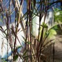 Black Bamboo (Phyllostachys nigra)