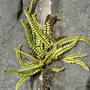 Fern_in_brick_wall