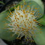 Haemanthus_albiflos