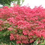 Burning Bush (Euonymus alatus (Winged spindle))