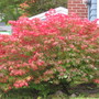 Burning Bush (Euonymus alatus (Winged spindle))