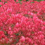 Burning Bush (Euonymus alatus (Winged spindle))