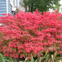 Burning Bush (Euonymus alatus (Winged spindle))