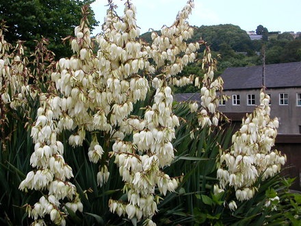 Large Yucca (yucca)