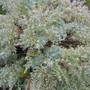 silver mound (Artemisia schmidtiana (Mugwort))