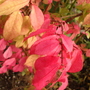 burning bush.