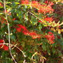 Unknown scarlet-flowering vine
