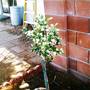 Camellia Sasanqua (Camellia sasanqua (ChA Mei Hua))
