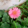 Gerbera Daisy