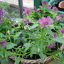 Peniola loooks like viola 