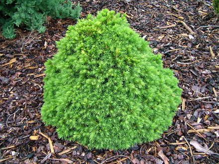 Picea abies 'Tompa' (common name; Norway spruce)