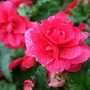 September droplets
