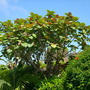 Ficus auriculata - Roxburgh Fig (Ficus auriculata)