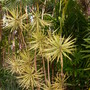 Dracaena marginata 'tricolor'
