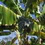 Musa 'White Iholena' - White Iholena Bananas (Musa 'White Iholena')