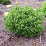 Pinus_sylvestris__vilemovice_2_