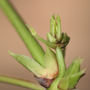 Developing shoots (Clematis armandii)