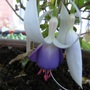 Fuchsia (Fuchsia)