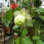Cobaea scandens (Cup and saucer vine)