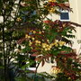 Autumn tints,    Sorbus'Joseph Rock'