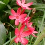Amy's Kaffir Lilies.