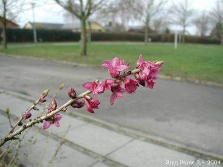 ıts called daphne (Daphne alpina (Maljavi Likovac))