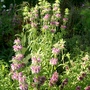 Monarda (??) Bee balm