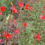 Very pretty vivid red perennial 