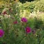 Cosmos
