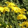 Rudbeckias