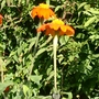 A garden flower photo