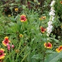 Gaillardia and verbascum