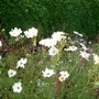 White Cosmos