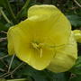 Evening_primrose