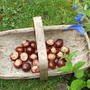 Conkers