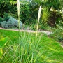Pampas plumes (Cortaderia selloana (read more here))