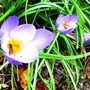 Autumn crocus complete with visitor (Crocus speciosus (large purple crocus))