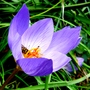 Autumn crocus (Crocus speciosus (large purple crocus))