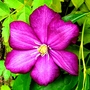 New Clematis (Clematis)