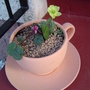 Alpine Tea Cup 