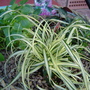 Alpine Basket.