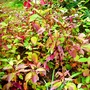 Cornus Sibirica (Cornus Sibirica)
