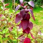 Dogwood leaves turning purple. (Cornus Sibirica)