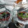 Fuchsia cuttings (Fuchsia)