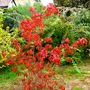 Acer ginnala