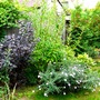 Corner of the shrubbery