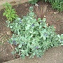 Cerinthe major (Honeywort)