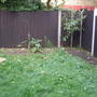My New Garden (prunus 'Pink Perfection')